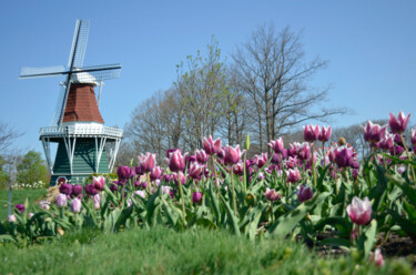 Photographie intitulée "New Holland Tulip S…" par David Glotfelty, Œuvre d'art originale, Photographie numérique
