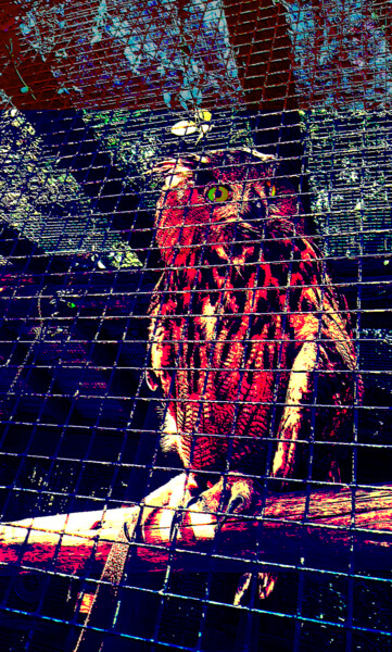 Φωτογραφία με τίτλο "owl will be free" από Ariel Velez, Αυθεντικά έργα τέχνης, Ψηφιακή φωτογραφία
