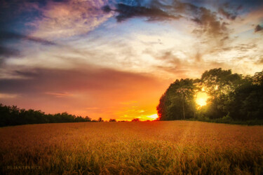 摄影 标题为“Wheat field at suns…” 由Dejan Travica, 原创艺术品, 数码摄影