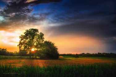 Fotografia zatytułowany „Two trees in the fi…” autorstwa Dejan Travica, Oryginalna praca, Fotografia cyfrowa