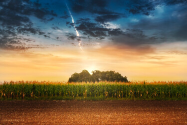 摄影 标题为“Corn in the field a…” 由Dejan Travica, 原创艺术品, 数码摄影
