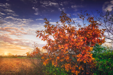 Fotografia intitulada "Autumn leaves on an…" por Dejan Travica, Obras de arte originais, Fotografia digital