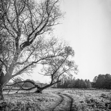 Photography titled "Лесная тропа" by Denis Khrameev, Original Artwork, Analog photography Mounted on Wood Stretcher frame