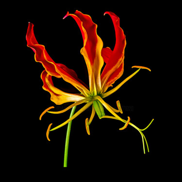 Photography titled "Gloriosa" by Derek Harris, Original Artwork, Non Manipulated Photography