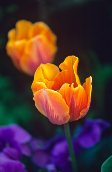 Digitale Kunst getiteld "Tulip 'Princess Ire…" door Derek Harris, Origineel Kunstwerk, Niet gemanipuleerde fotografie