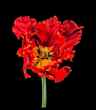 Fotografía titulada "Tulipa 'Bird of Par…" por Derek Harris, Obra de arte original, Fotografía no manipulada