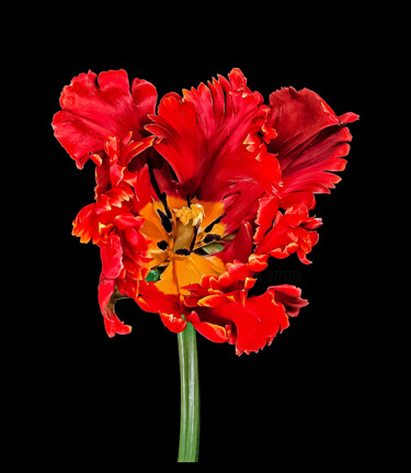 Fotografia intitolato "Tulipa 'Bird of Par…" da Derek Harris, Opera d'arte originale, Fotografia non manipolata