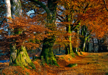 Fotografía titulada "Autumn Colours" por Derek Harris, Obra de arte original, Fotografía no manipulada