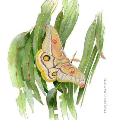 Pintura intitulada "Emperor Gum Moth" por Desmond Bovey, Obras de arte originais, Aquarela