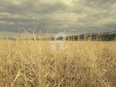 Fotografia intitolato "Golden oat field at…" da Diana Editoiu, Opera d'arte originale, Fotografia digitale