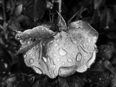 Fotografia intitolato "Monochromatic rose…" da Diana Editoiu, Opera d'arte originale, Fotografia manipolata
