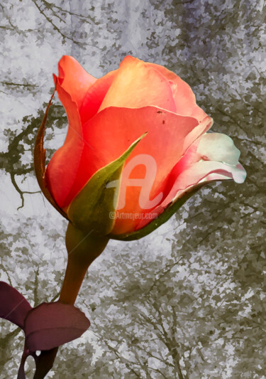 Fotografia intitolato "Coral rose park flo…" da Diana Editoiu, Opera d'arte originale, Fotografia digitale
