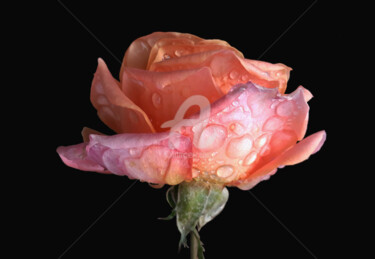 Fotografia intitulada "Coral rose flower u…" por Diana Editoiu, Obras de arte originais, Fotografia digital