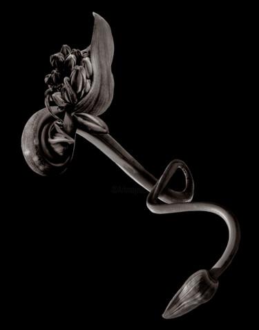 Fotografía titulada "Chimère 1" por Didier Van Der Borght, Obra de arte original, Fotografía manipulada