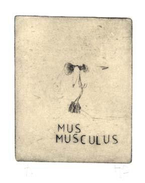 Druckgrafik mit dem Titel "mus musculus" von Didier Hamey, Original-Kunstwerk, Gravur