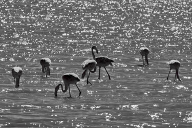 Fotografie getiteld "Flamingos under the…" door Dimitrios Paterakis, Origineel Kunstwerk, Digitale fotografie