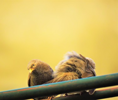 Photography titled "Yellow-billed babbl…" by Dinil Samarasinha, Original Artwork, Digital Photography