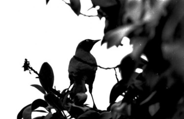 Photography titled "Blackbird" by Dmorco, Original Artwork