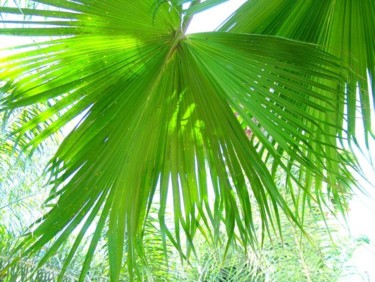 Photography titled "Palm Leaves" by Dmorco, Original Artwork