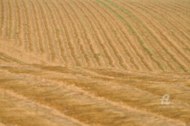 Photography titled "champs de blé 13" by Dominique Goujard, Original Artwork