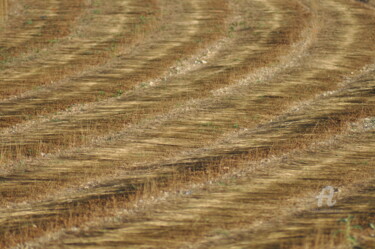 Photographie intitulée "champs de blé 19" par Dominique Goujard, Œuvre d'art originale