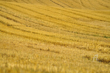 Photographie intitulée "champs de blé 21" par Dominique Goujard, Œuvre d'art originale