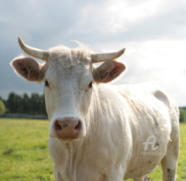 Photographie intitulée "8878 vache" par Dominique Goujard, Œuvre d'art originale