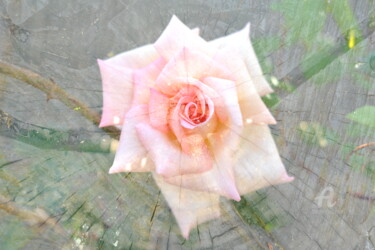 Photography titled "1264  Rose" by Dominique Goujard, Original Artwork, Digital Photography