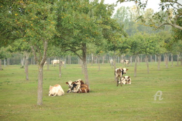 Фотография под названием "2312 Vaches normand…" - Dominique Goujard, Подлинное произведение искусства, Цифровая фотография