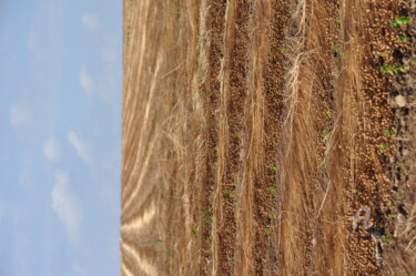 Photography titled "Champs de Blé" by Dominique Goujard, Original Artwork