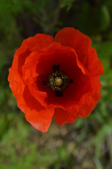 Photography titled "Coquelicot" by Dominique Guillaume, Original Artwork, Digital Photography