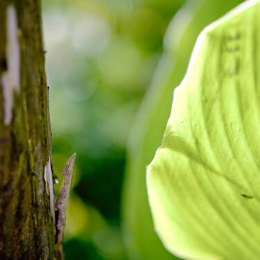 Photography titled "végétal VIII" by Dominique Petrel, Original Artwork