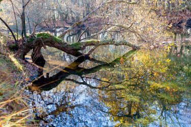 Photography titled "cœur végétal" by Dominique Petrel, Original Artwork