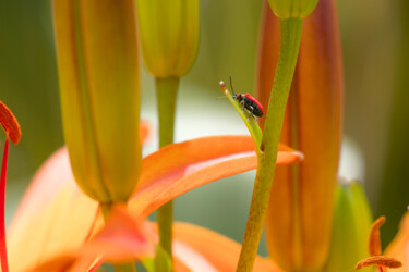 Photography titled "passerelles" by Dominique Petrel, Original Artwork