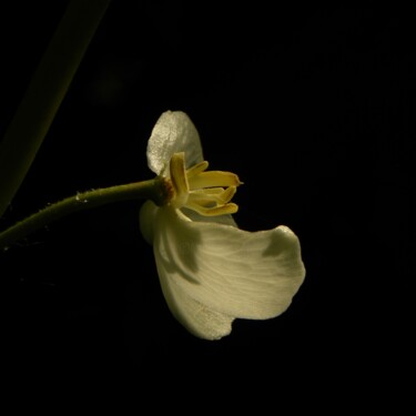 "(macro) flower" başlıklı Fotoğraf Doug Dunigan tarafından, Orijinal sanat, Dijital Fotoğrafçılık