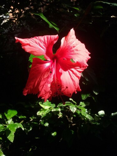 Fotografie getiteld "Hibiscus" door Dpaulinos, Origineel Kunstwerk, Niet gemanipuleerde fotografie