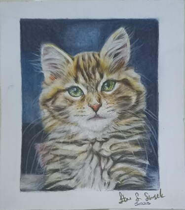 Dibujo titulada "Cat" por Ebru Süsoy Şimşek, Obra de arte original, Lápiz