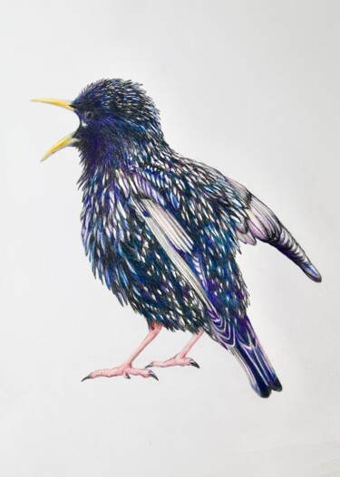 Tekening getiteld "Starling" door Daniel Rohrbach, Origineel Kunstwerk, Conté