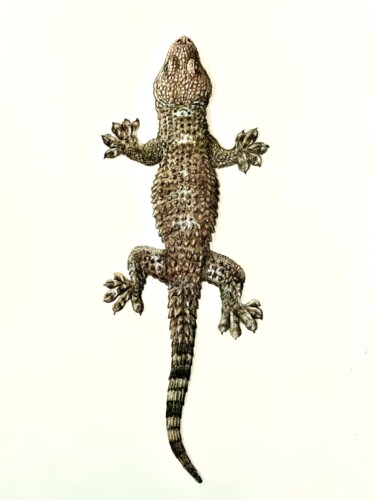 「Gecko an der Wand」というタイトルの描画 Daniel Rohrbachによって, オリジナルのアートワーク, コンテ