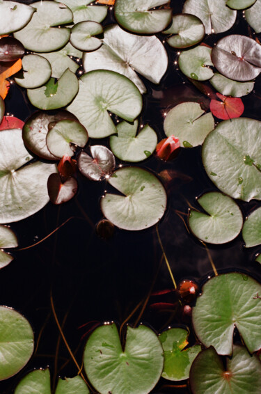 Photographie intitulée "Midsummer night" par Ekaterina Kastalskaya, Œuvre d'art originale, Photographie argentique