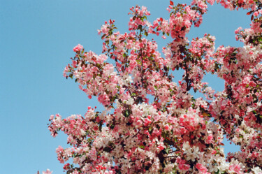 Fotografia intitolato "Spring blush" da Ekaterina Kastalskaya, Opera d'arte originale, fotografia a pellicola