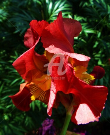 Fotografia intitolato "IRIS" da Elen Ruzh, Opera d'arte originale