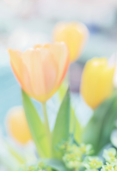 Fotografia zatytułowany „Tulipanes” autorstwa Elena Gurinenko, Oryginalna praca, Fotografia cyfrowa