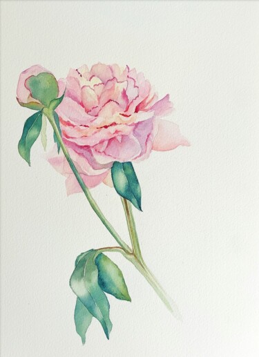 Painting titled "Peony" by Elena Kazachkina, Original Artwork, Watercolor