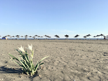 Photographie intitulée "Desert Flower" par Elena R, Œuvre d'art originale, Photographie numérique