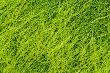 제목이 "vert frisé.jpg"인 사진 Elisabeth Laplante로, 원작, 디지털