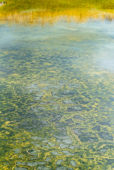 Fotografia intitolato "Paysage de marais" da Elisabeth Laplante, Opera d'arte originale, Fotografia digitale