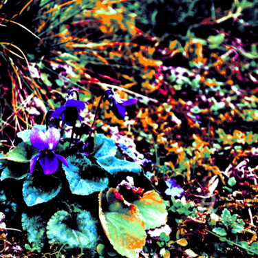 Φωτογραφία με τίτλο "Violettes" από Elise Vincent, Αυθεντικά έργα τέχνης, Ψηφιακή φωτογραφία