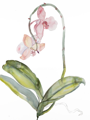 Schilderij getiteld "Orchid No. 9" door Elizabeth Becker, Origineel Kunstwerk, Aquarel