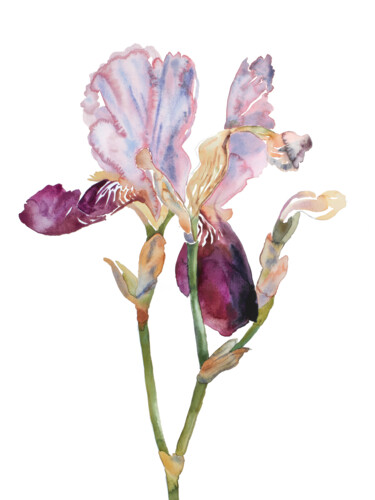 Картина под названием "Iris No. 198" - Elizabeth Becker, Подлинное произведение искусства, Акварель